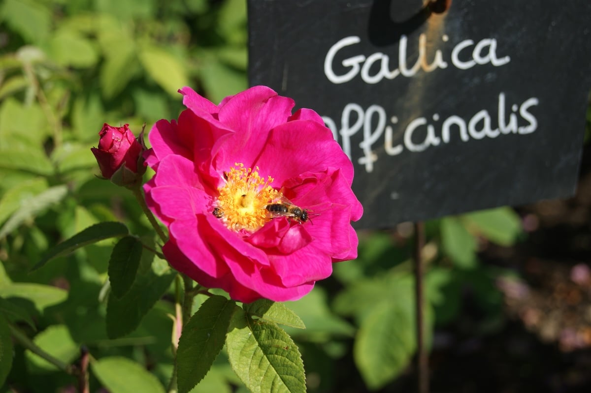 visiter Provins